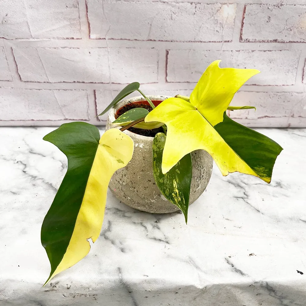 15 - 25cm Philodendron Florida Beauty Variegated 10cm Pot House Plant