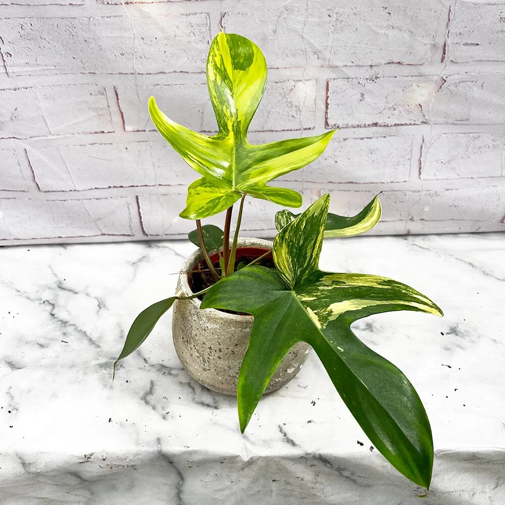 15 - 25cm Philodendron Florida Beauty Variegated 10cm Pot House Plant