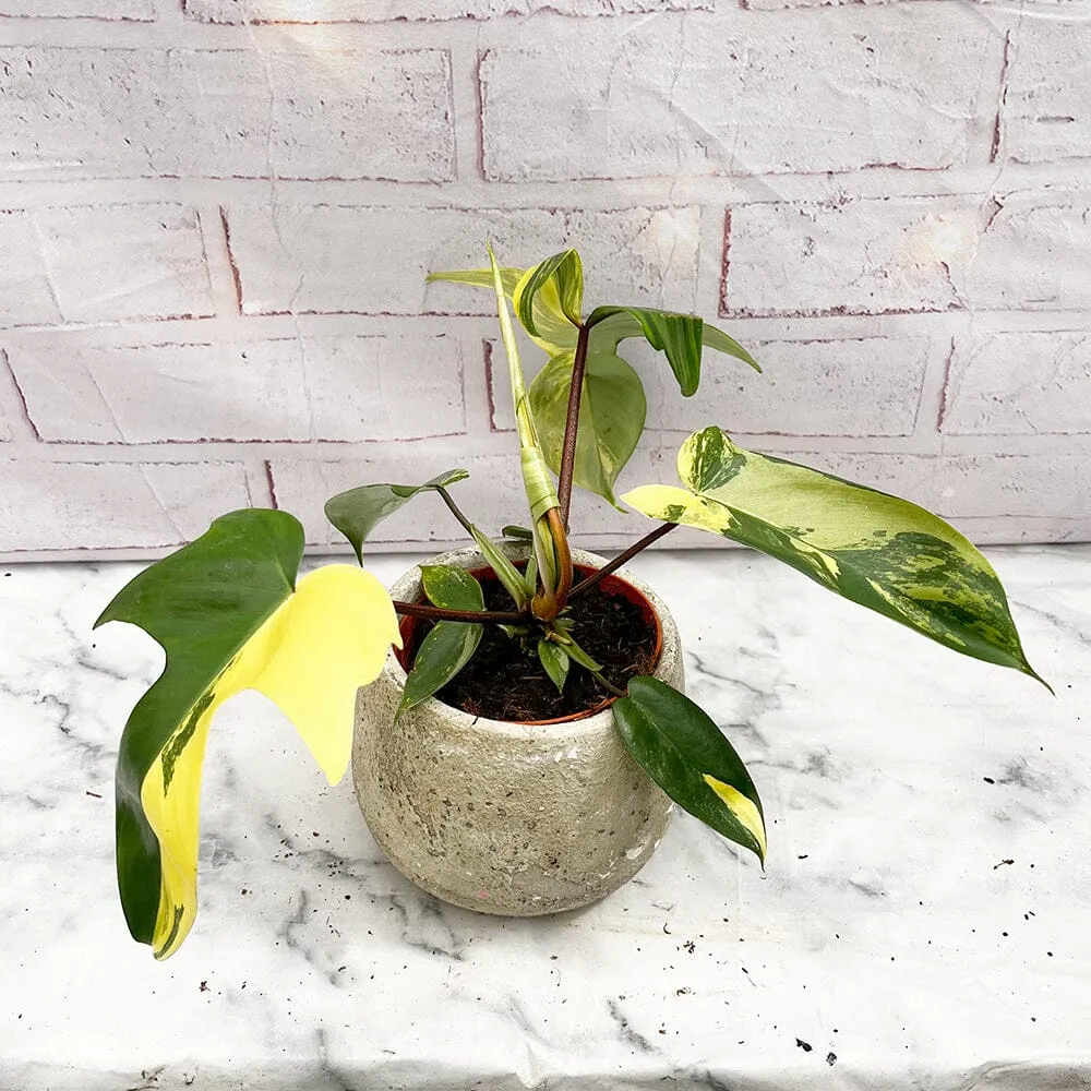 15 - 25cm Philodendron Florida Beauty Variegated 10cm Pot House Plant