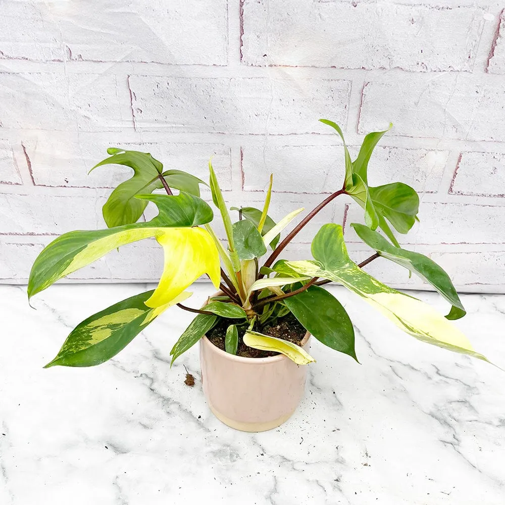 15 - 25cm Philodendron Florida Beauty Variegated 10cm Pot House Plant