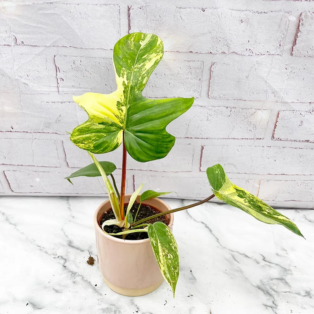 15 - 25cm Philodendron Florida Beauty Variegated 10cm Pot House Plant