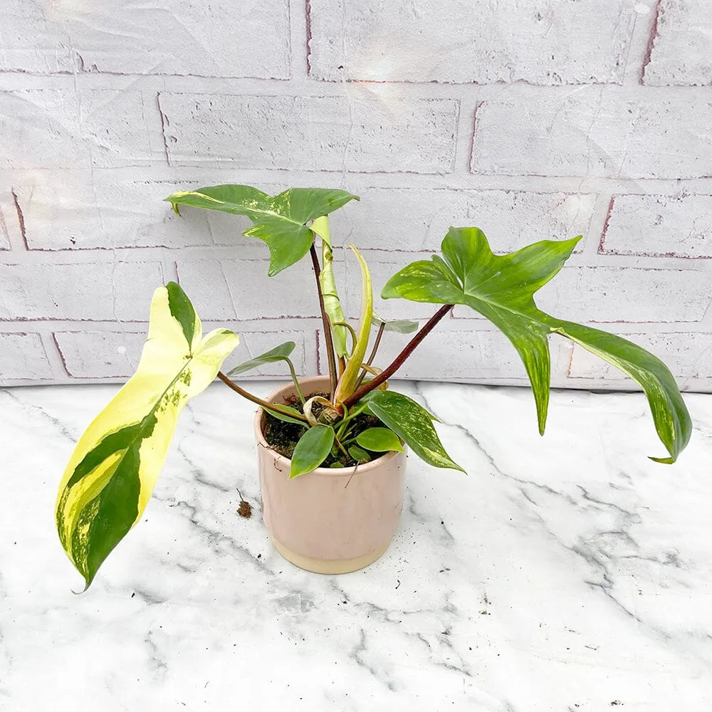 15 - 25cm Philodendron Florida Beauty Variegated 10cm Pot House Plant