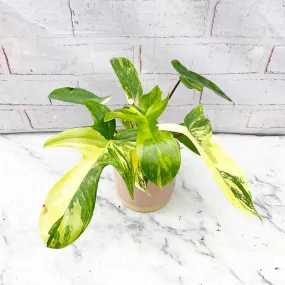 15 - 25cm Philodendron Florida Beauty Variegated 10cm Pot House Plant