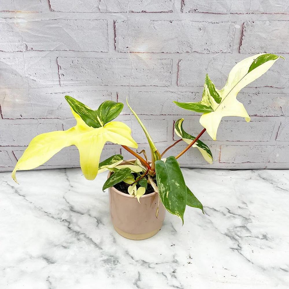 15 - 25cm Philodendron Florida Beauty Variegated 10cm Pot House Plant