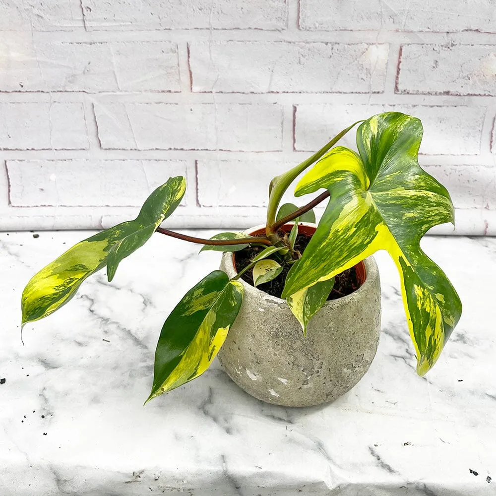 15 - 25cm Philodendron Florida Beauty Variegated 10cm Pot House Plant