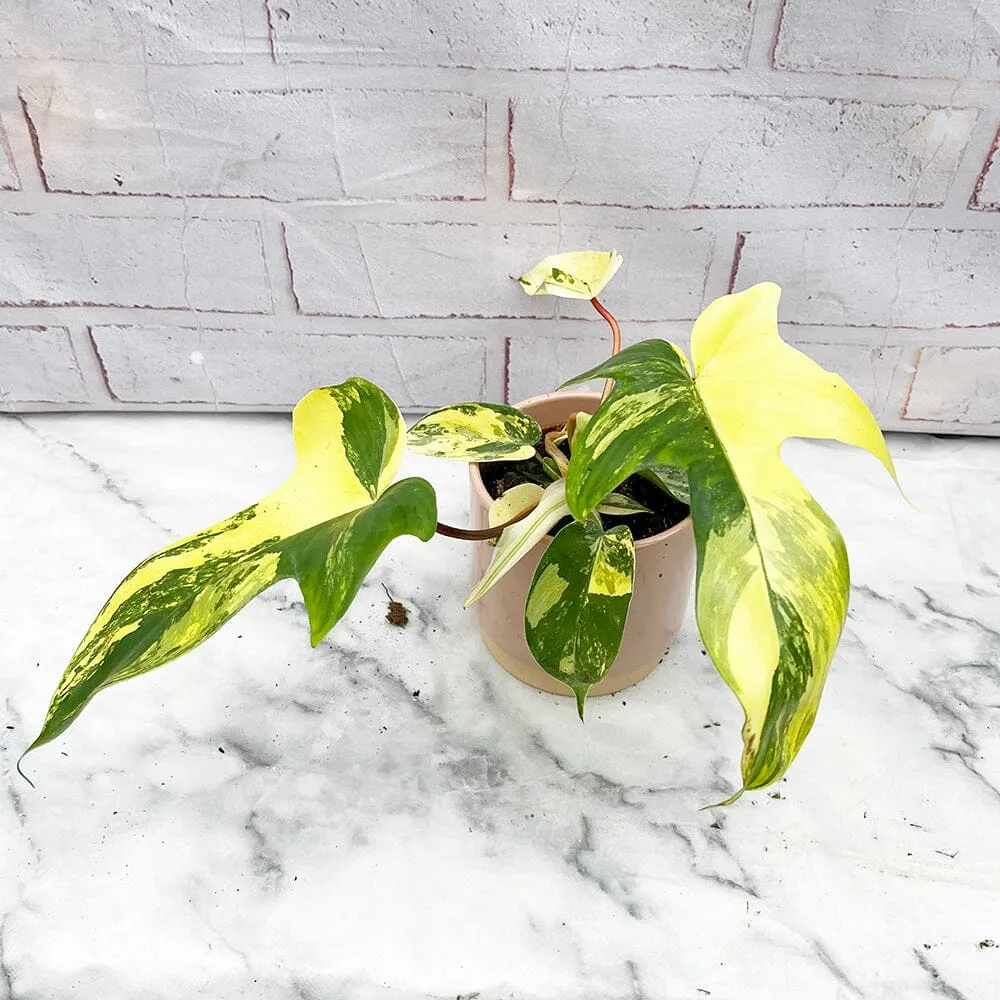 15 - 25cm Philodendron Florida Beauty Variegated 10cm Pot House Plant