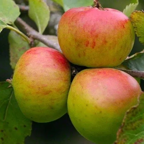 Apple Crawley Beauty