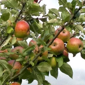 Apple Crawley Beauty