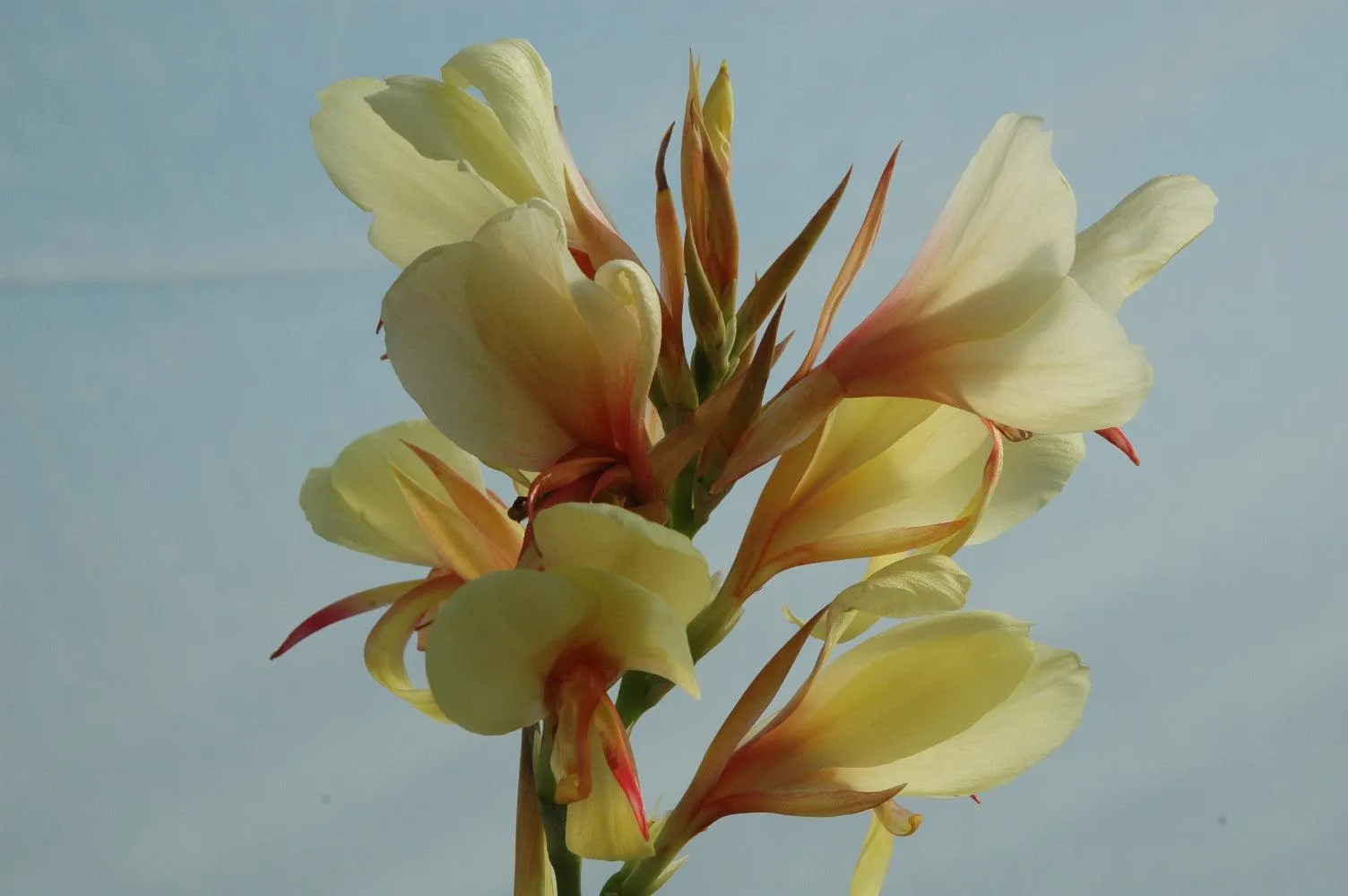 Canna Glauca Davia (Bare Root)