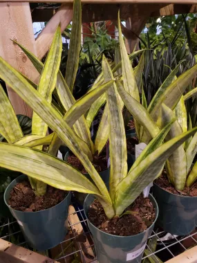 Sansevieria Lauren